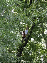  Sur un arbre perché... L'oiseau Lionel Garcin.