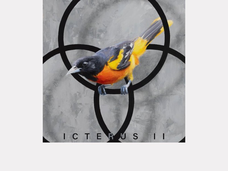 STEF.IN . Icterus II